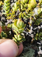 Pimelea traversii traversii