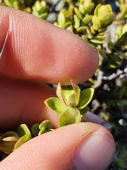 Pimelea traversii traversii