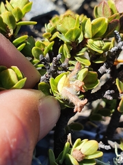 Pimelea traversii traversii