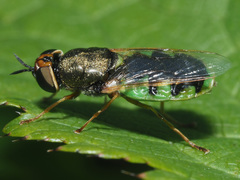 Odontomyia angulata