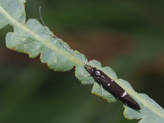 Athripsodes bilineatus