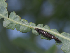Athripsodes bilineatus