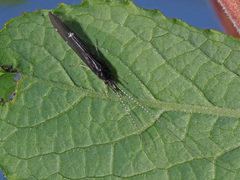 Athripsodes bilineatus