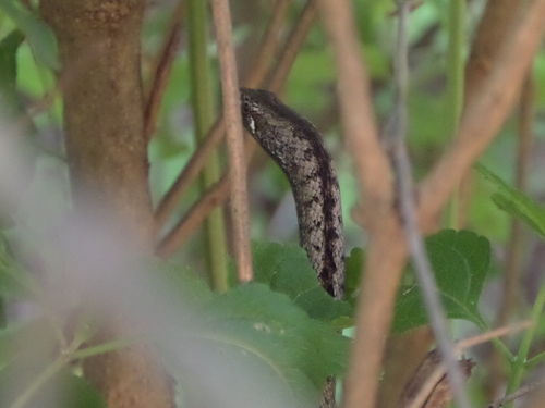 Ridgehead Snake
