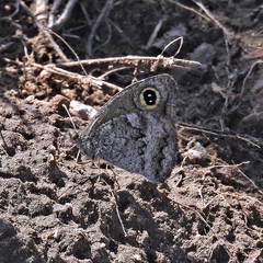 Pampasatyrus yacantoensis