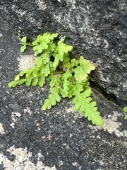 Pityrogramma chrysophylla gabrielae