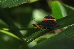 Panara