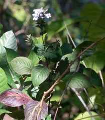 Eranthemum