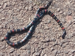 Micrurus altirostris