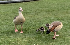 Alopochen aegyptiaca