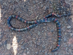 Micrurus altirostris