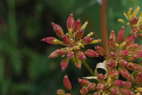 Todaroa aurea subsp. aurea image