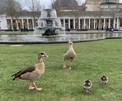 Alopochen aegyptiaca