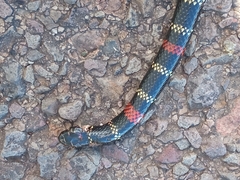 Micrurus altirostris