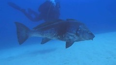 Umbrina ronchus