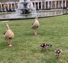 Alopochen aegyptiaca