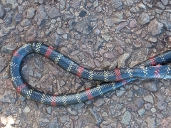 Micrurus altirostris