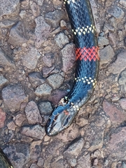 Micrurus altirostris