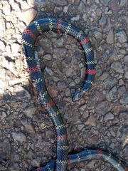 Micrurus altirostris