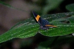 Panara