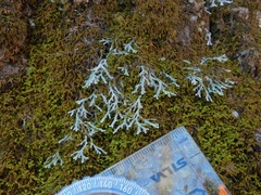 Heterodermia appalachensis