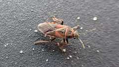 Arocatus melanocephalus