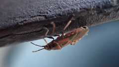 Arocatus melanocephalus