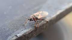 Arocatus melanocephalus