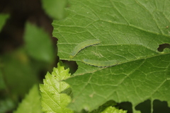 Anthocharis cardamines