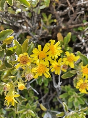 Brachyglottis monroi