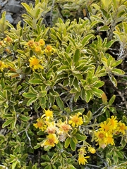 Brachyglottis monroi