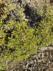 Brachyglottis monroi