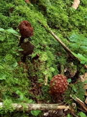 Corynaea