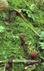 Corynaea
