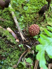 Corynaea