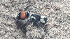 Darditilla amabilis