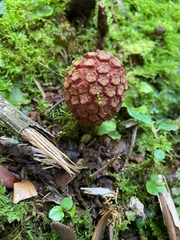 Corynaea