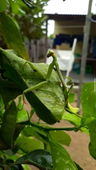 Stagmatoptera binotata