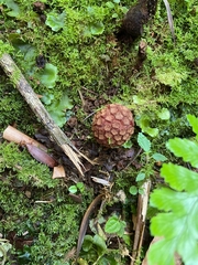 Corynaea
