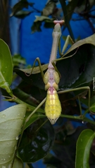 Stagmatoptera binotata