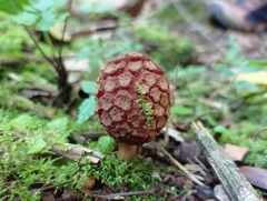 Corynaea
