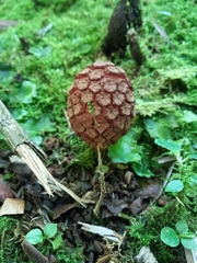 Corynaea