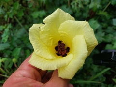 Hibiscus ludwigii