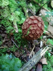 Corynaea