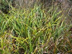 Carex trifida