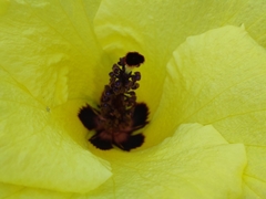 Hibiscus ludwigii