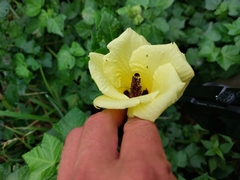 Hibiscus ludwigii