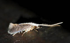 Cernotina