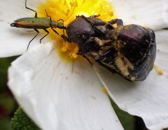 Tropinota squalida