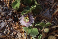 Passiflora pentaschista